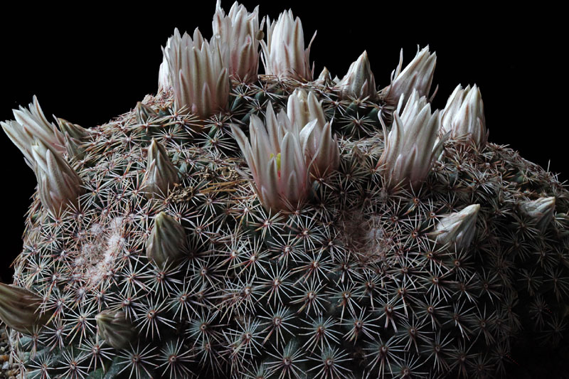 Mammillaria heyderi